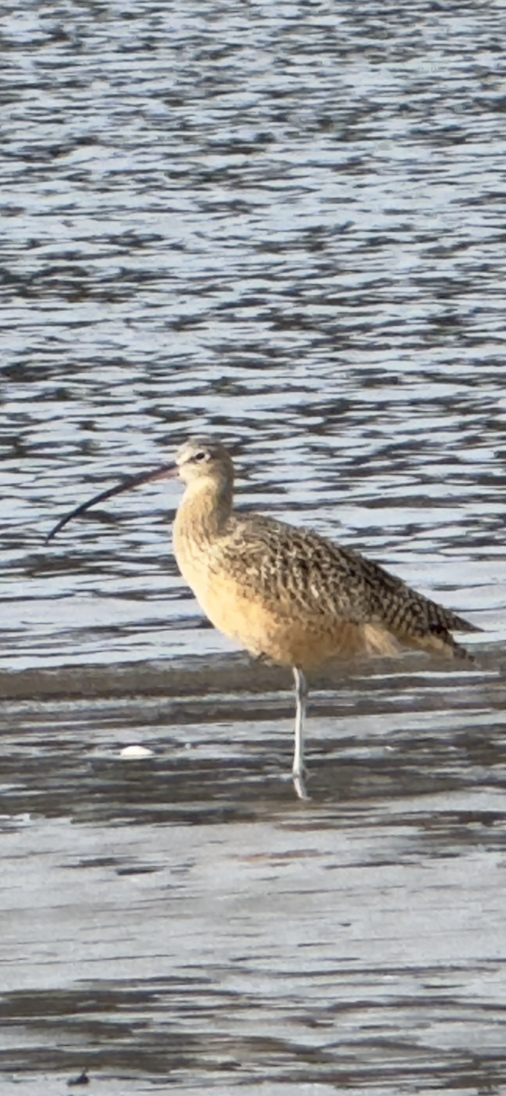 Long-billed Curlew - ML612223276