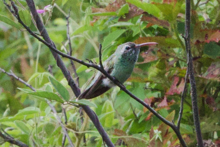 kolibřík rudozobý - ML612223662