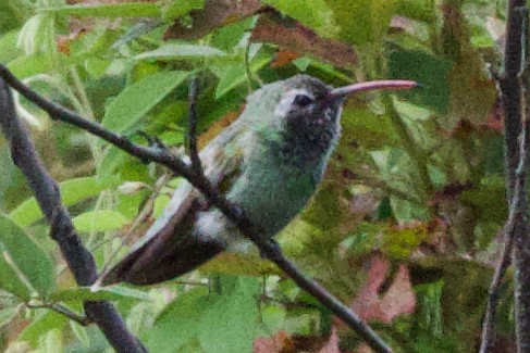 kolibřík rudozobý - ML612223663