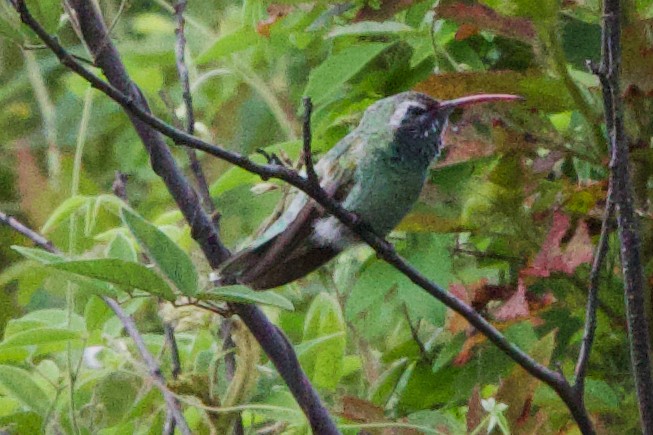 kolibřík rudozobý - ML612223664