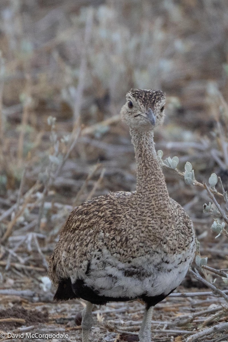 Red-crested Bustard - ML612223692