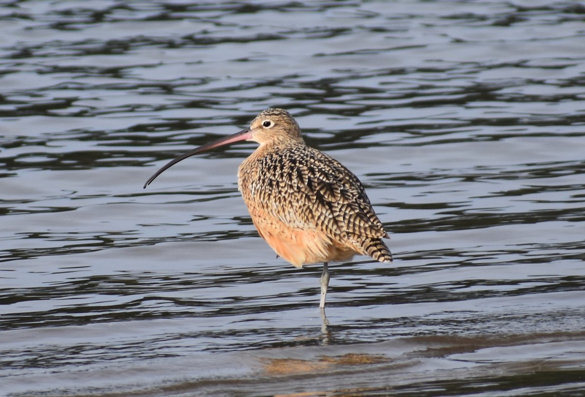 Long-billed Curlew - ML612223835