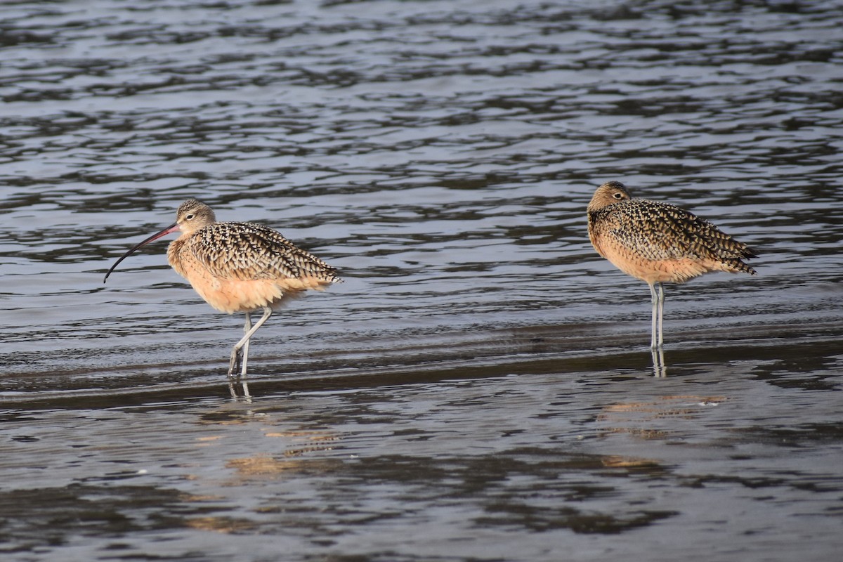 Long-billed Curlew - ML612223839