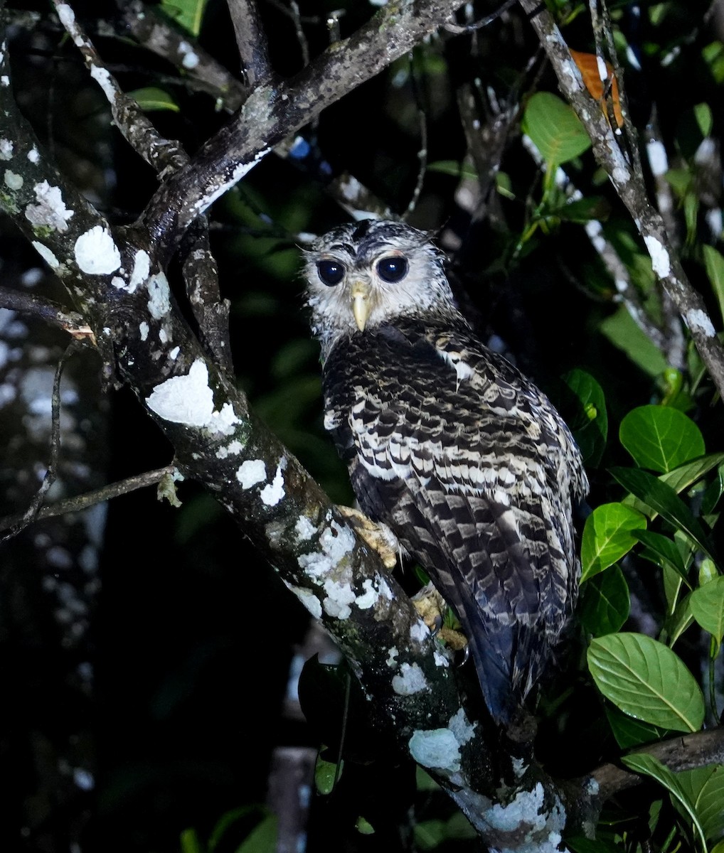 Spot-bellied Eagle-Owl - ML612223845