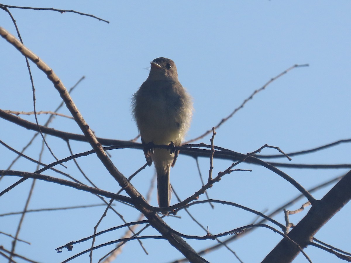 Northern Mouse-colored Tyrannulet - ML612223948