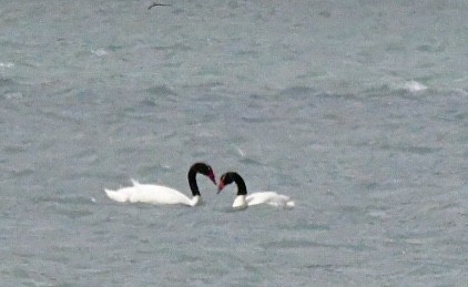 Black-necked Swan - ML612223958