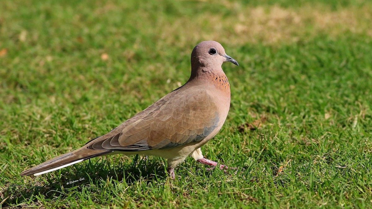 Laughing Dove - ML612224197