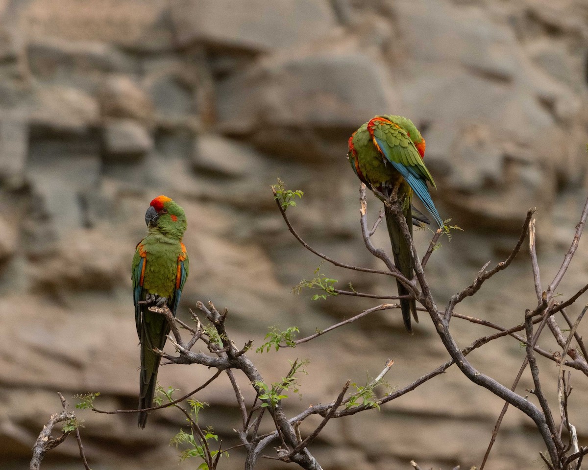 Red-fronted Macaw - ML612224740