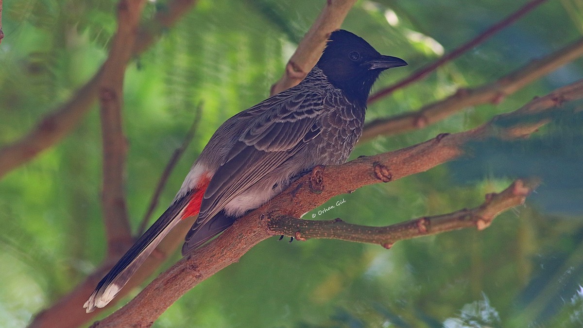 Red-vented Bulbul - ML612224746