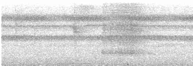 Рораймская совка [группа napensis] - ML612224760