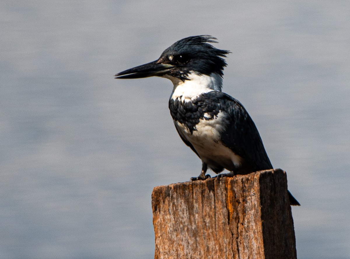 Belted Kingfisher - ML612224782