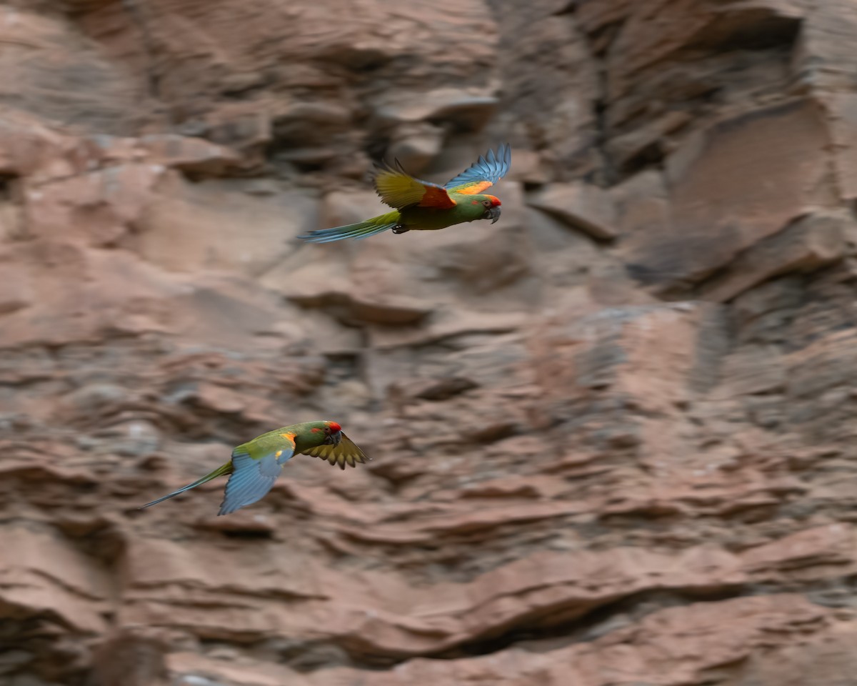 Red-fronted Macaw - ML612224840