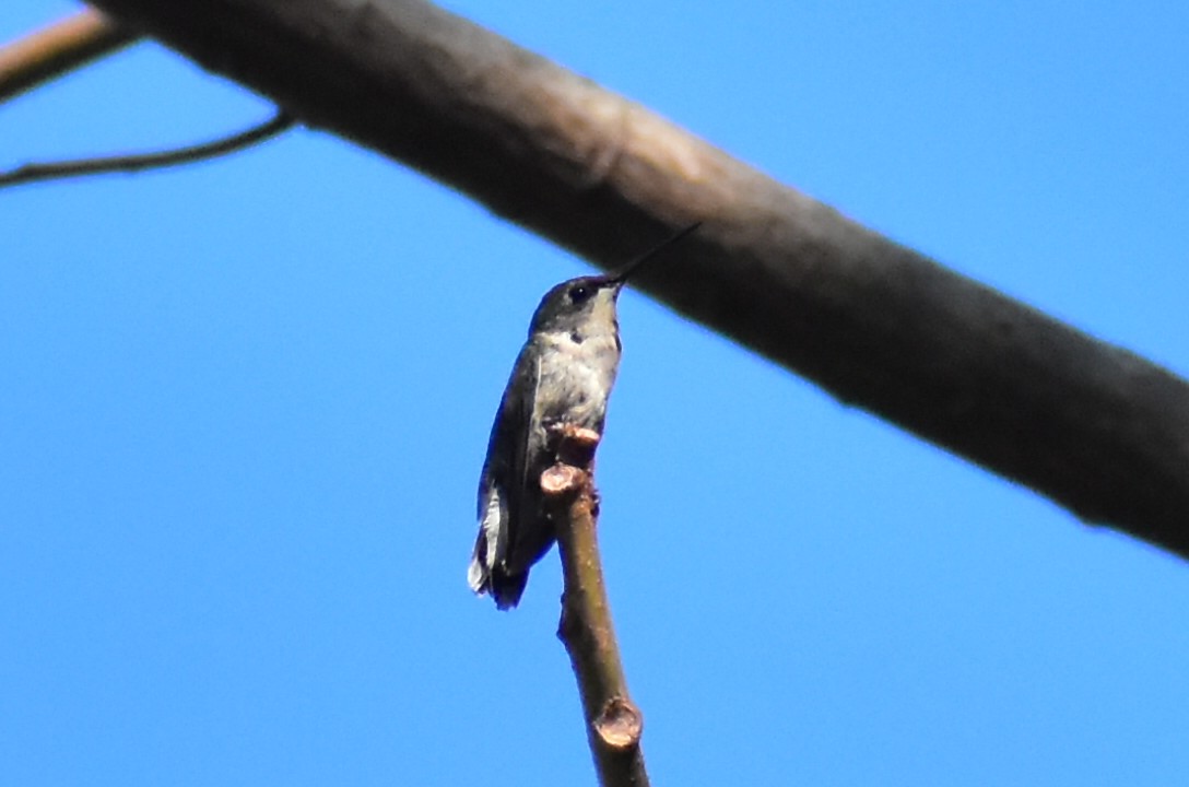 Ruby-throated Hummingbird - ML612225066
