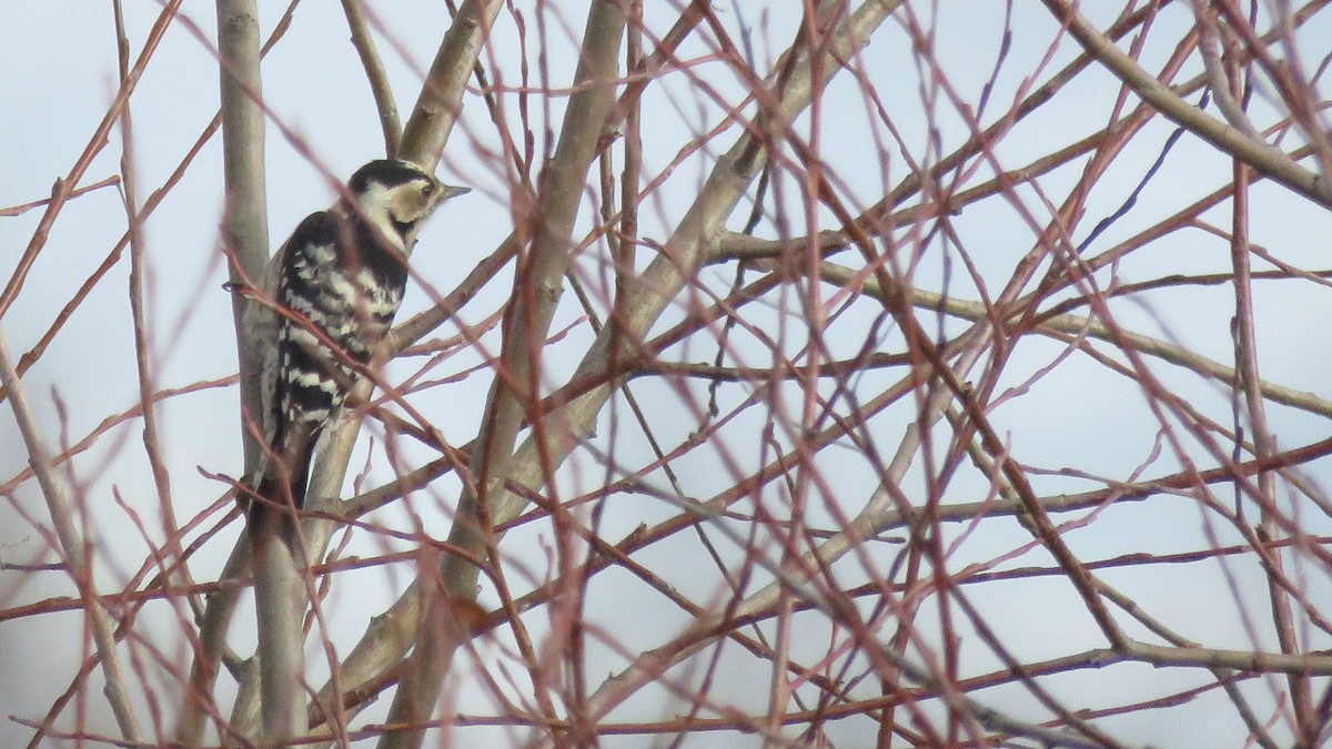 Lesser Spotted Woodpecker - ML612225133