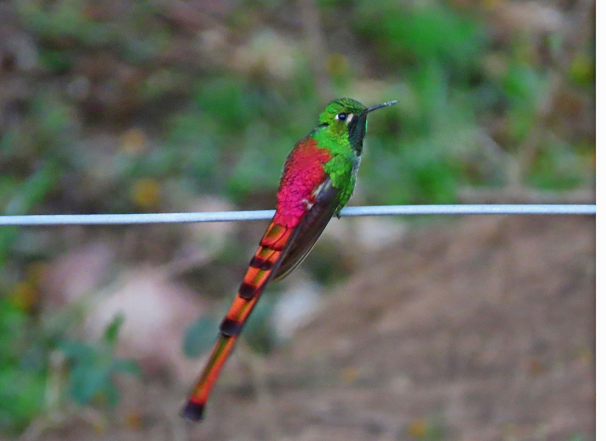 Red-tailed Comet - ML612225605