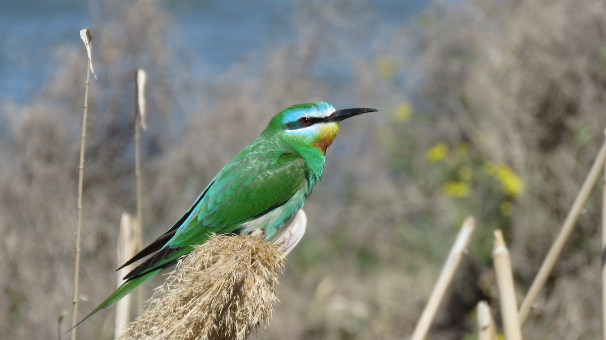 Blue-cheeked Bee-eater - ML612225696