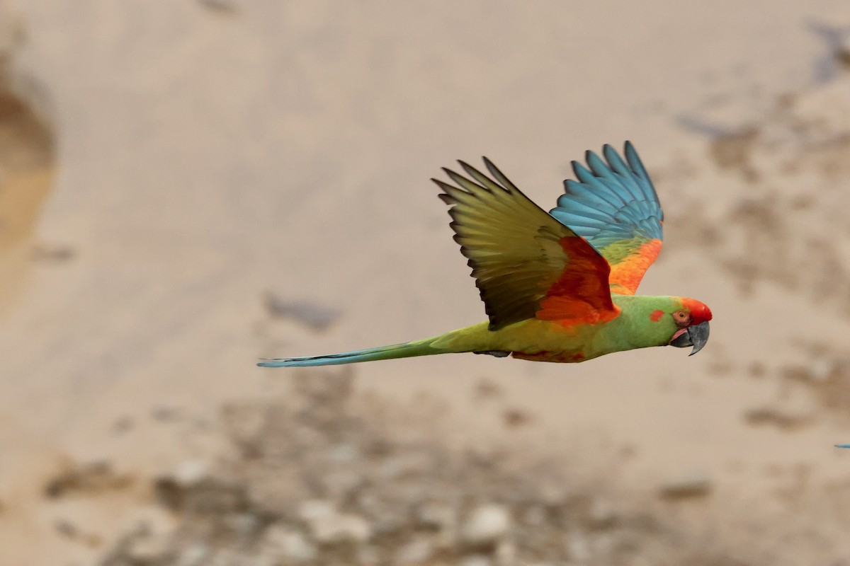 Red-fronted Macaw - ML612225966