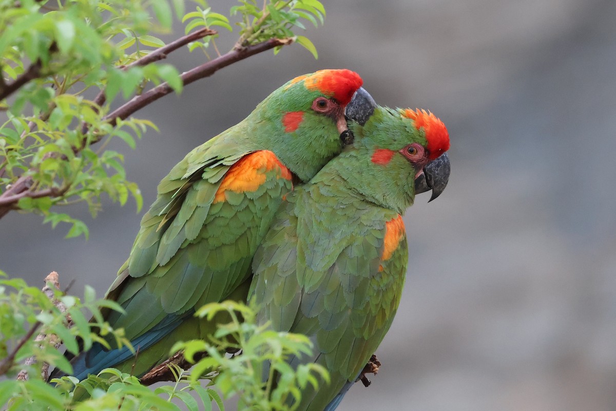 Red-fronted Macaw - ML612226064