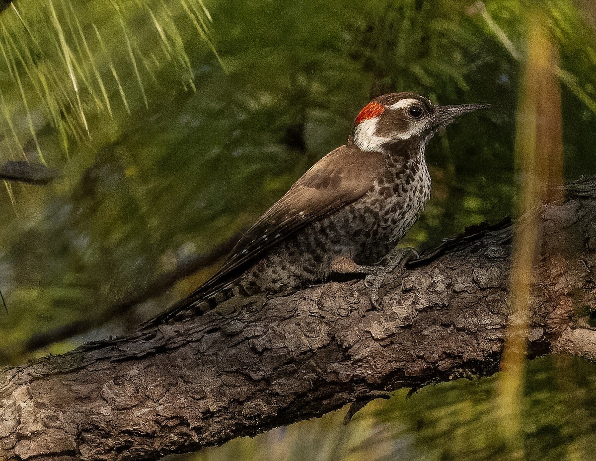 Arizona Woodpecker - ML612226331
