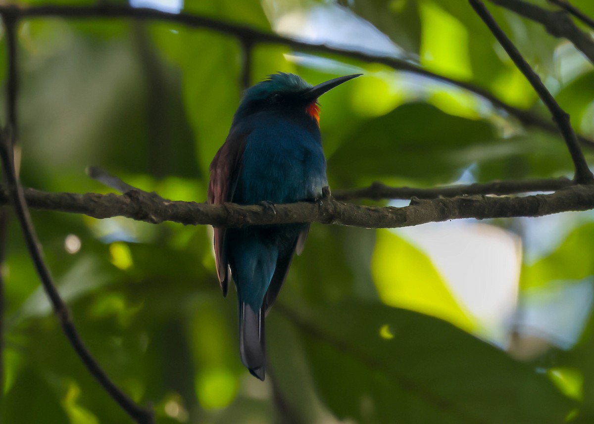 Blue-headed Bee-eater - Ian Burgess