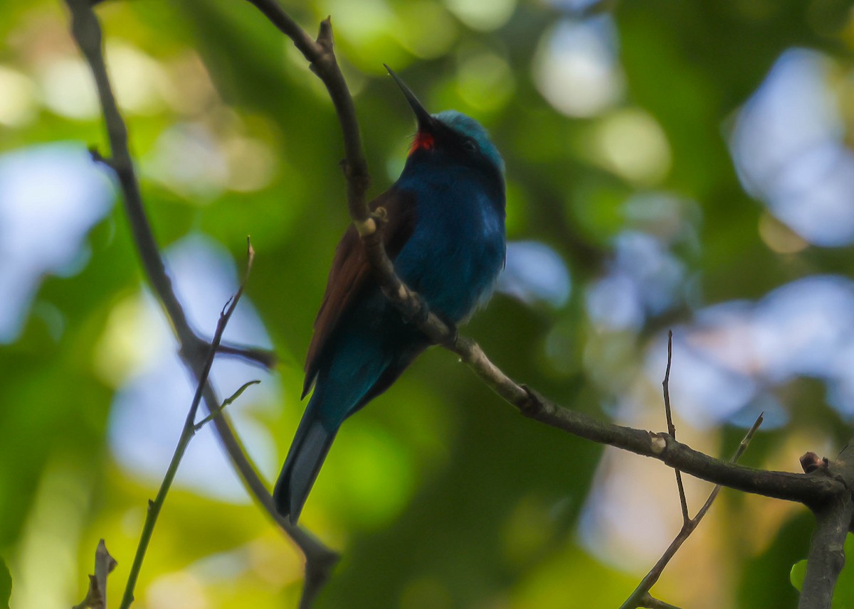 Blue-headed Bee-eater - ML612226825