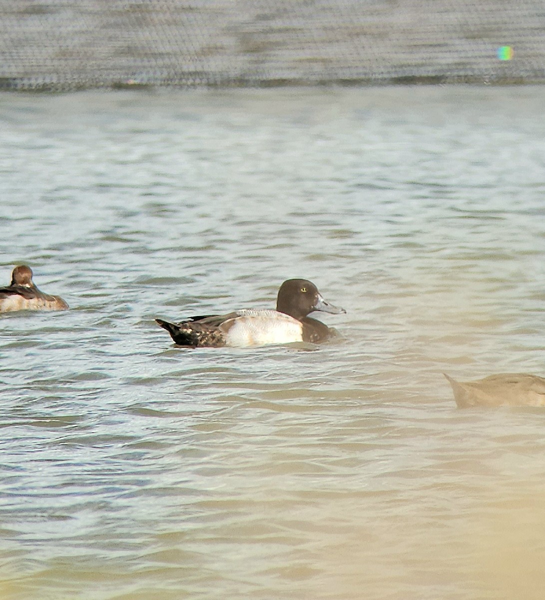 Greater Scaup - ML612227169