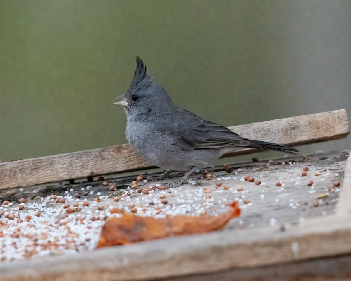 Gray-crested Finch - ML612227546