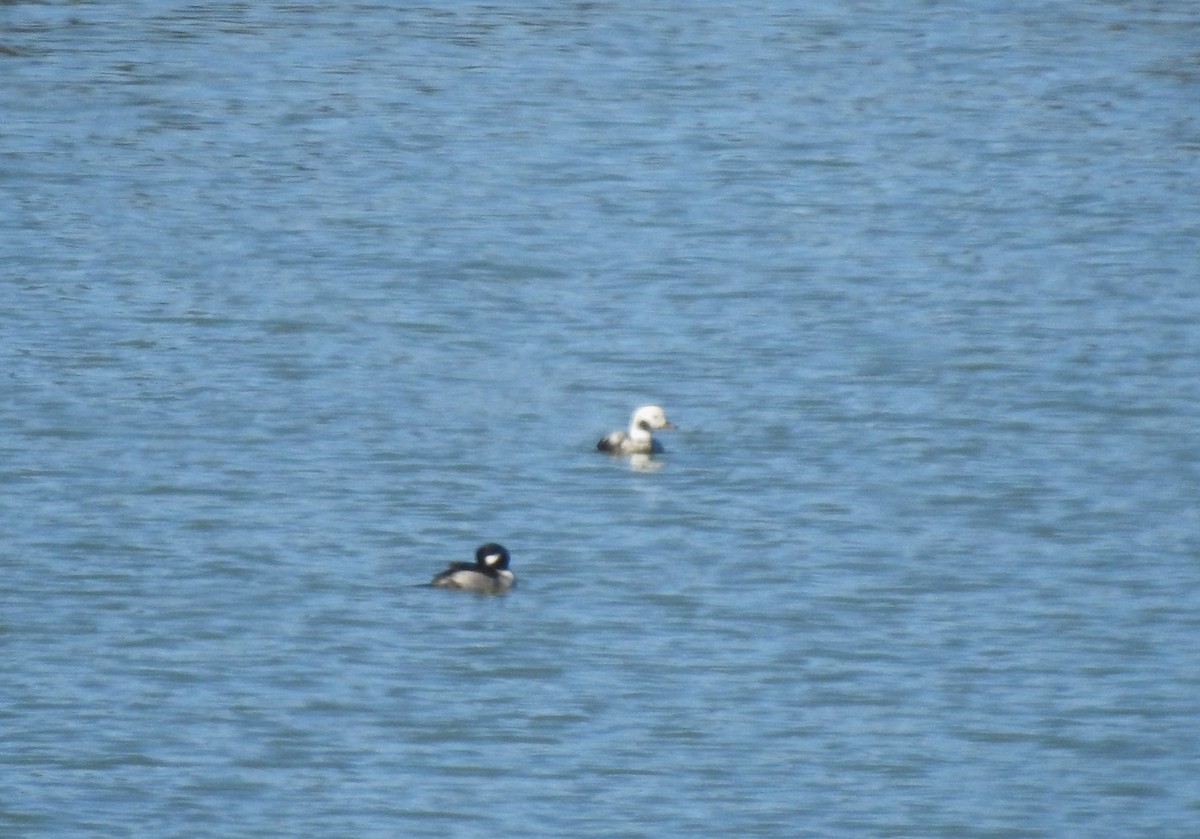 Long-tailed Duck - ML612227576