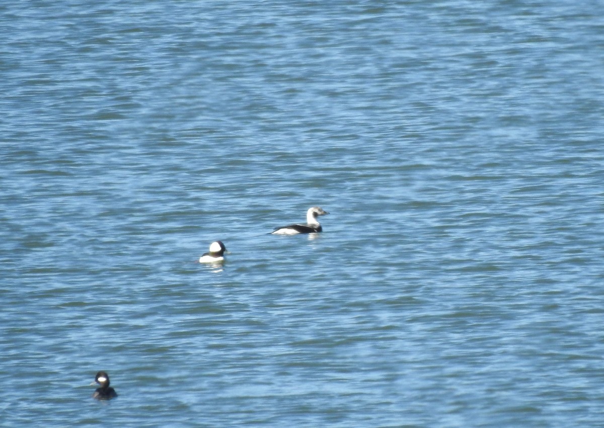 Long-tailed Duck - ML612227579