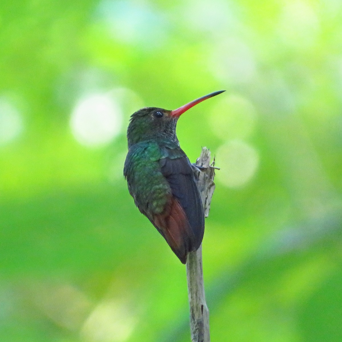 Rufous-tailed Hummingbird - ML612227601