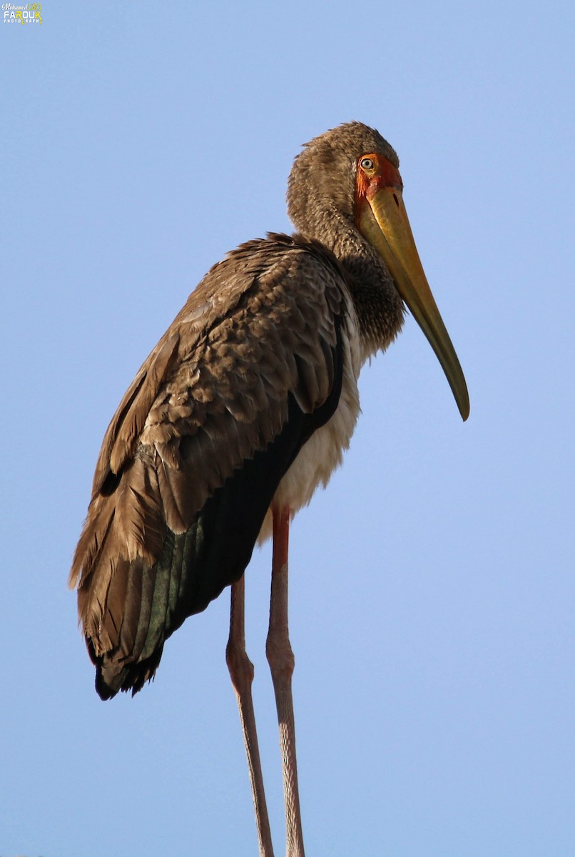 Tantale ibis - ML612227655