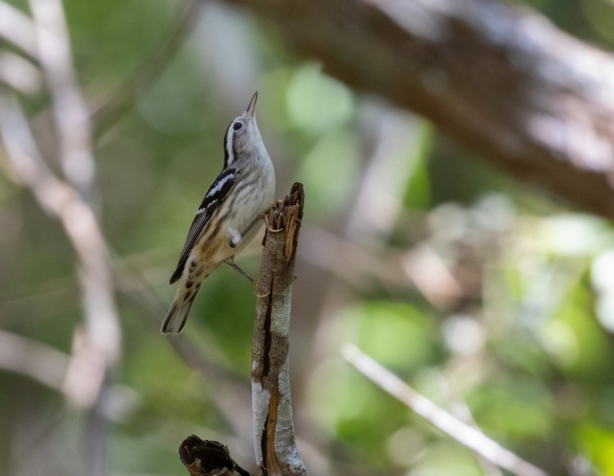 Black-and-white Warbler - ML612227742