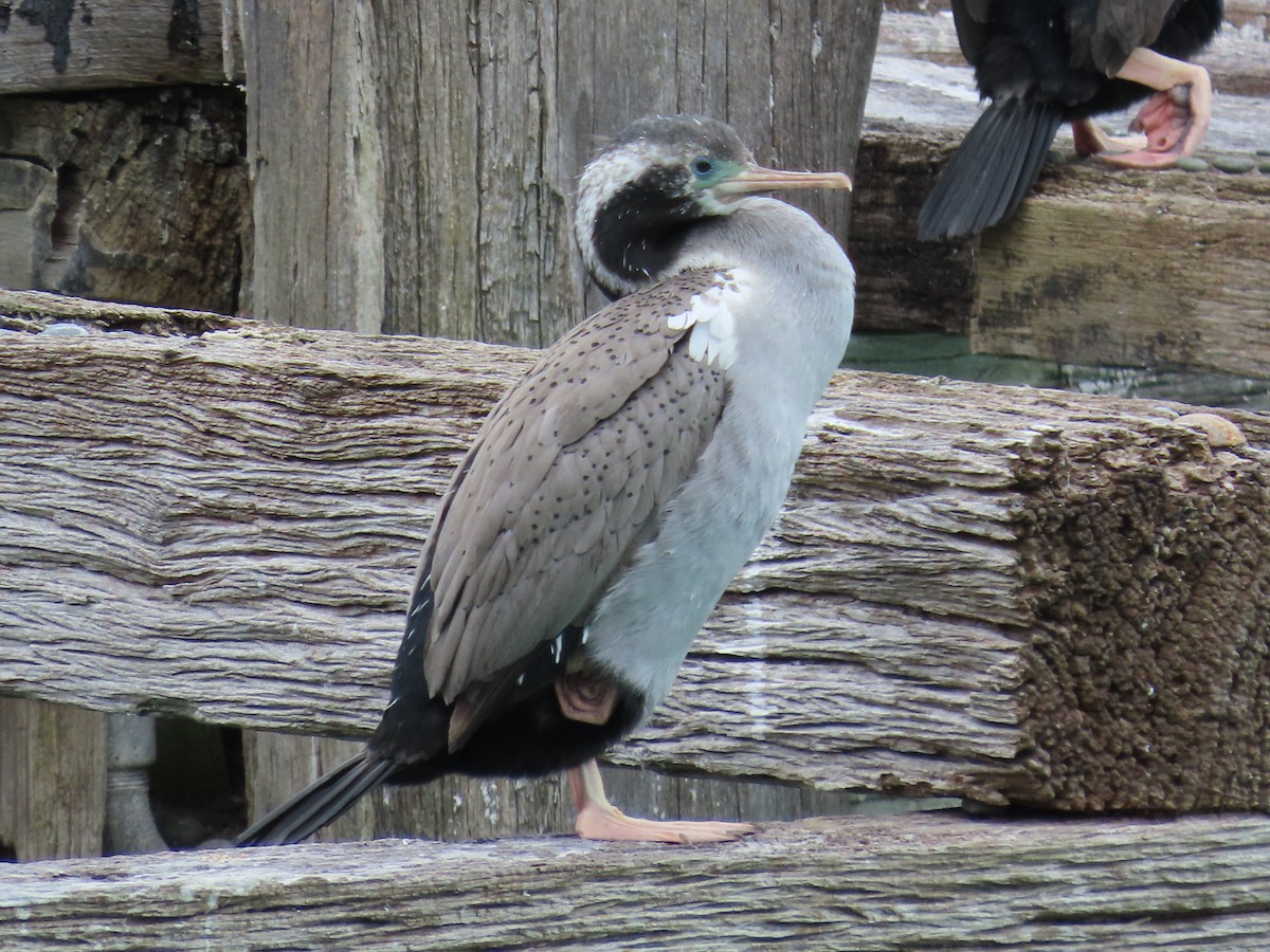 Spotted Shag - ML612227966