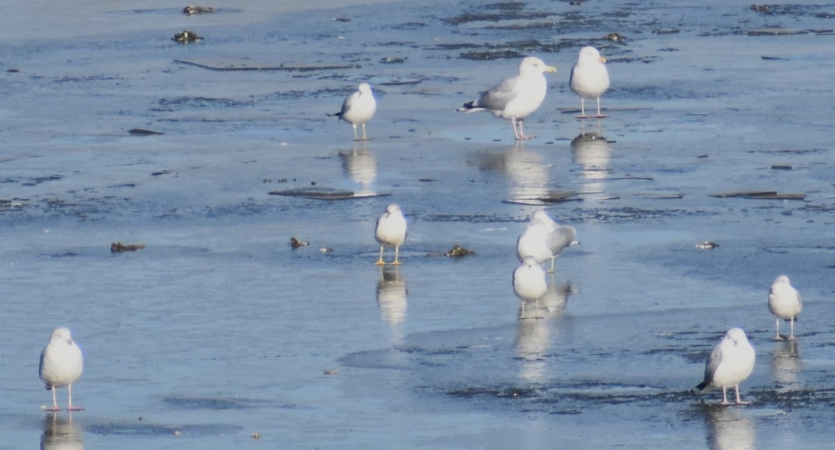 eBird Checklist 14 Dec 2023 Wood Dale Reservoir 21 species
