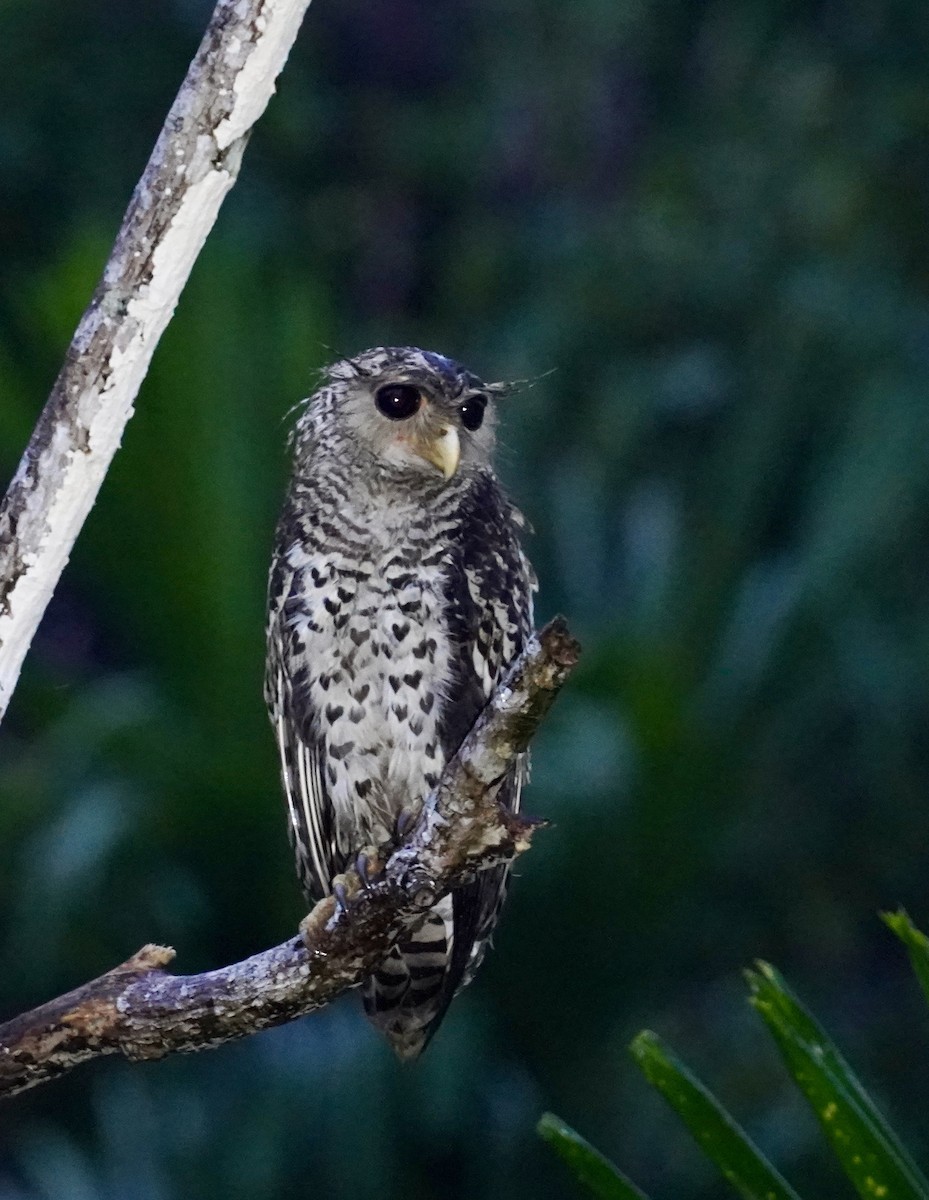 Spot-bellied Eagle-Owl - ML612228134