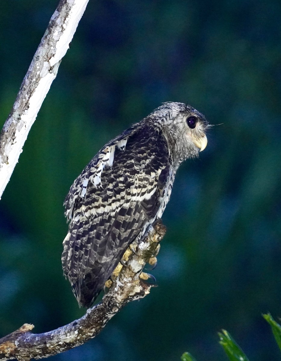 Spot-bellied Eagle-Owl - ML612228135