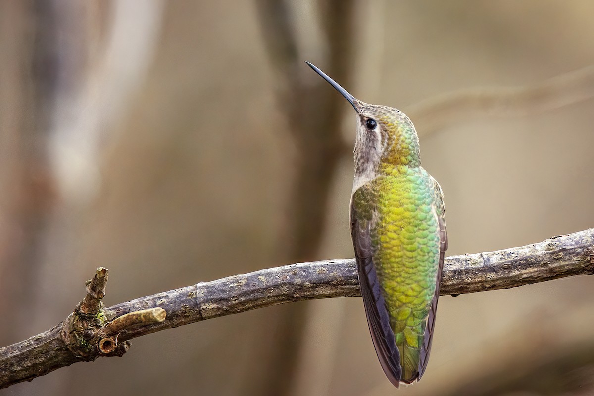Anna's Hummingbird - ML612228188