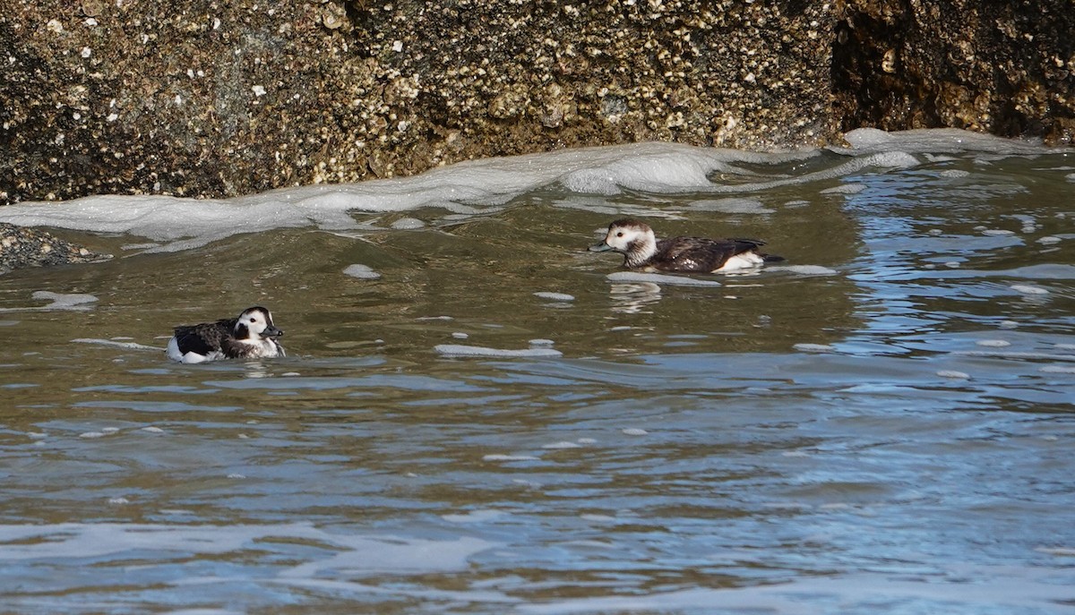 Long-tailed Duck - ML612228195