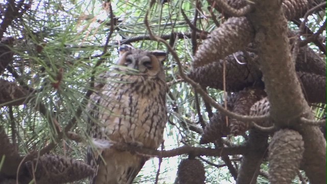 Long-eared Owl - ML612228594