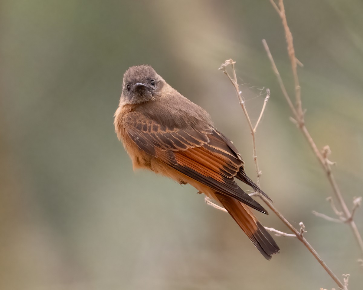 Cliff Flycatcher (Swallow) - Anthony Kaduck