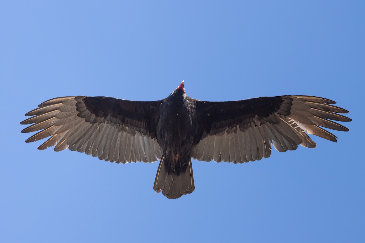 Turkey Vulture - ML612228755