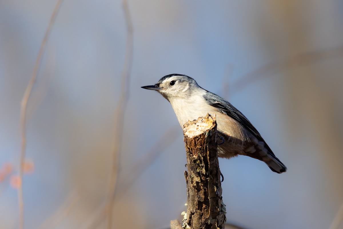 White-breasted Nuthatch - ML612228767