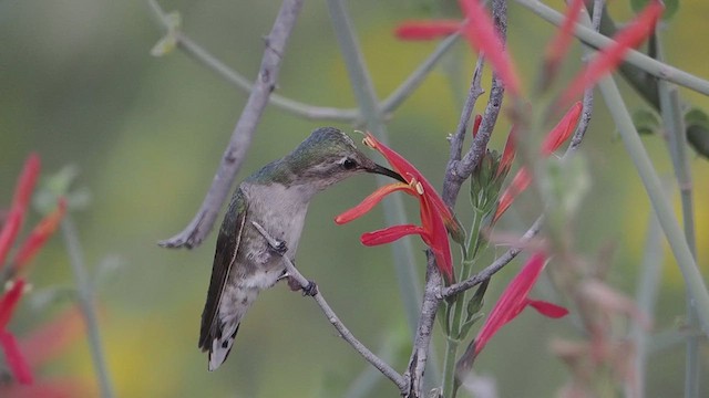 Costa's Hummingbird - ML612229030