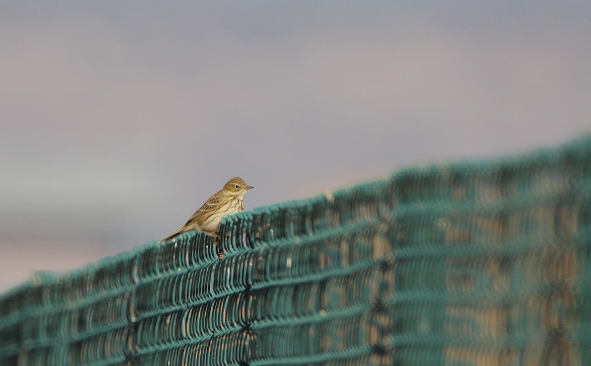 Meadow Pipit - ML612229173