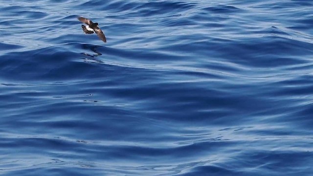 黃蹼洋海燕 - ML612229456