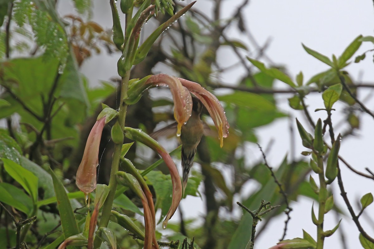 Gray-chinned Hermit (Porculla) - ML612229559