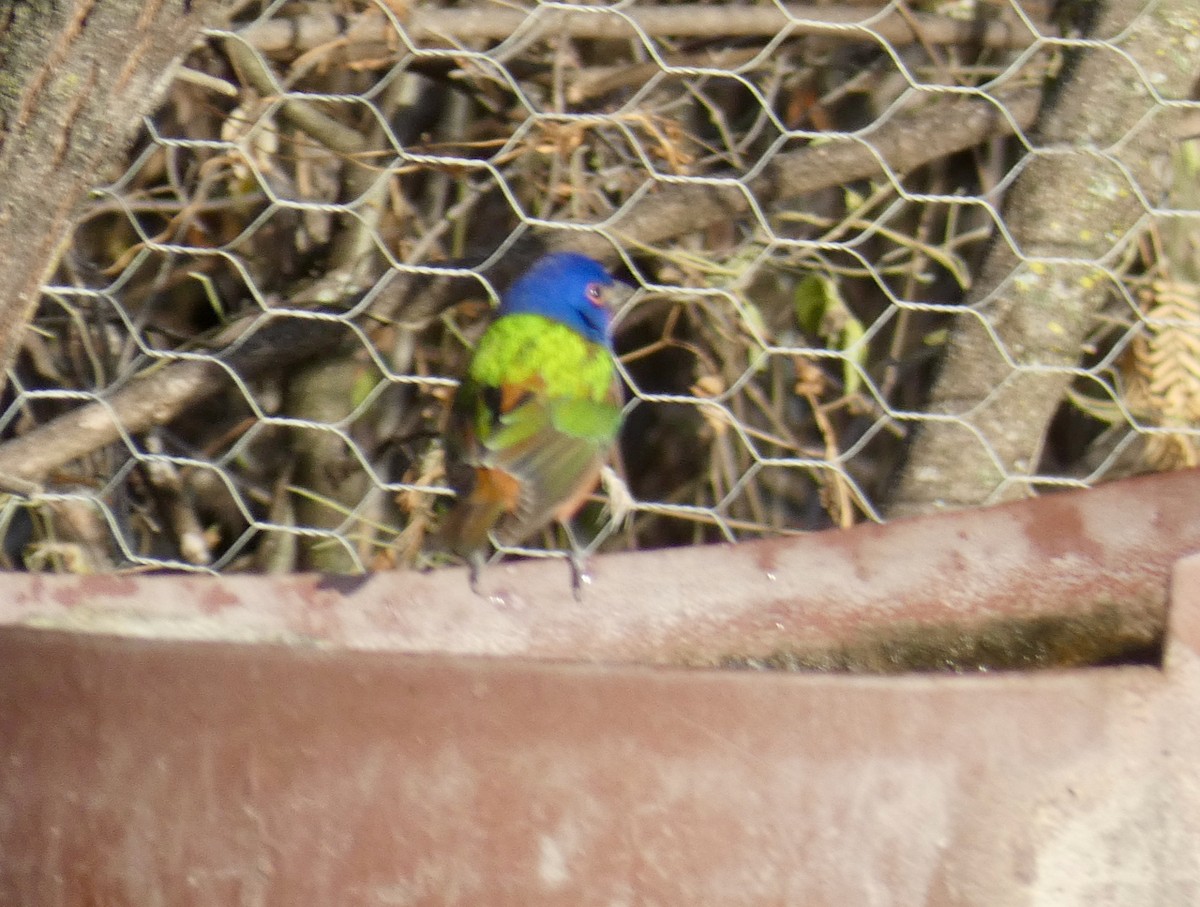 Painted Bunting - Mary Jane Gagnier