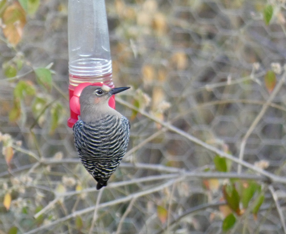 Gray-breasted Woodpecker - Mary Jane Gagnier