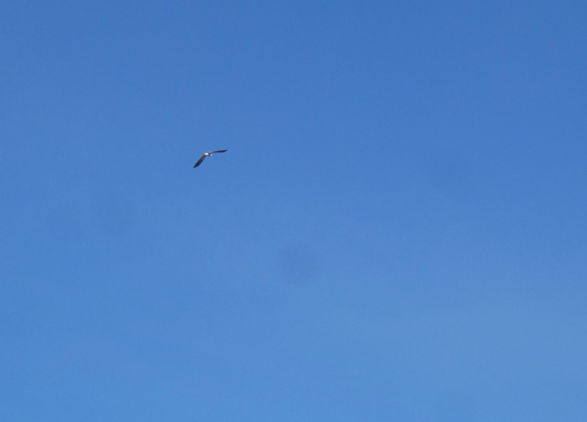 White-tailed Kite - Mary Jane Gagnier