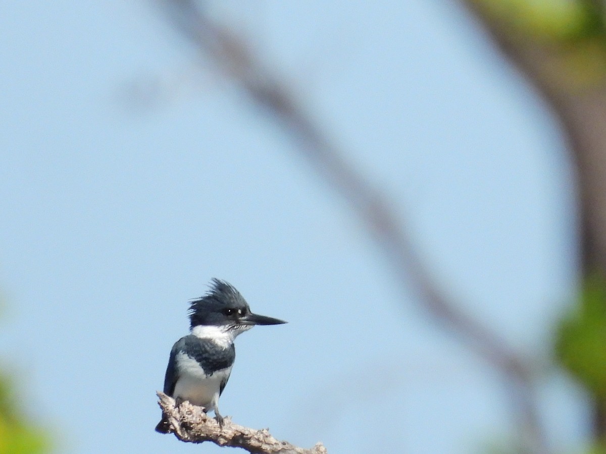 Belted Kingfisher - ML612229745